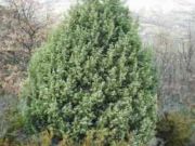 Juniperus Oxycedrus