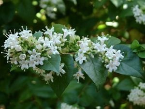 Abelia de Chine