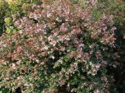 Photo Abélia à grandes fleurs