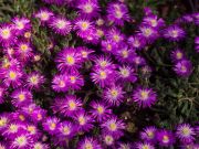 Photo Délosperma aberdeenense