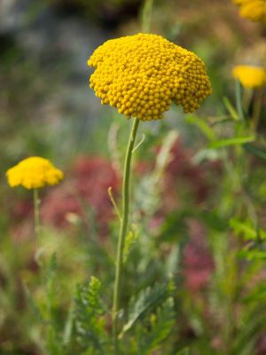 achillea filipendulina