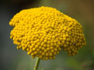 achillea filipendulina