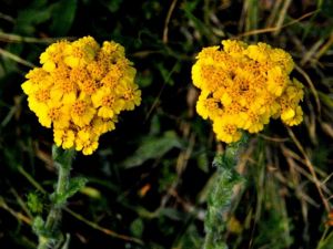 Achillée chrysocoma