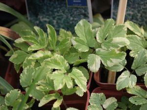 Aegopodium variegatum