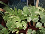 Photo Herbe aux goutteux