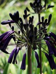 Photo AGAPANTHE BLACK MAGIC