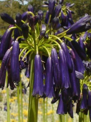 AGAPANTHE BLACK PANTHA