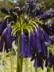 Photo Agapanthe 'black pantha'