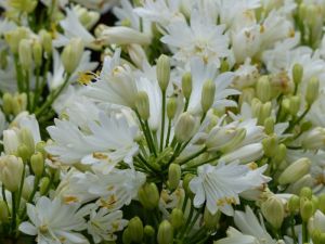 agapanthe double diamond