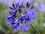Photo AGAPANTHE "Northern Star"