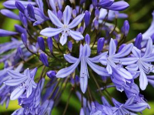 AGAPANTHUS PRETTY SANDY