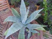 Photo Agave americana