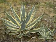 Photo agave américana marginata