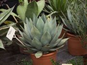 Photo Agave parryi