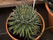 Photo Agave Filifera