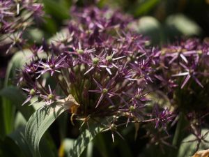 Allium Christophii en fleur
