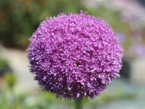 Allium giganteum en fleur