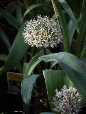 Allium karataviense