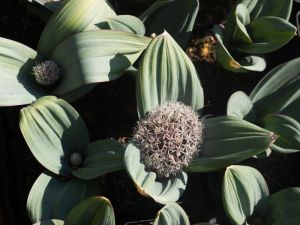 Allium karataviense