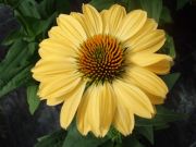 Photo Echinacea Aloha