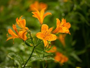 Alstroemeria