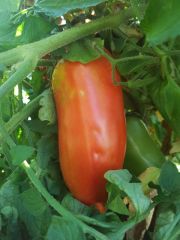 Photo Tomate Andine Cornue