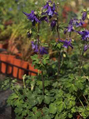 Aquilegia alpina