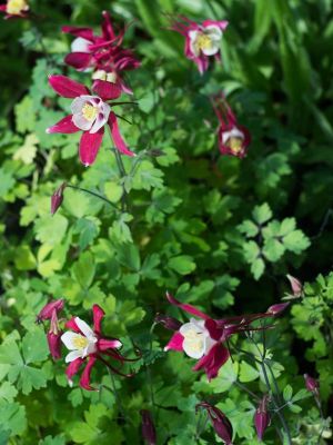 Aquilegia rouge et blanche