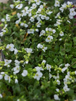 Arabis caucasica