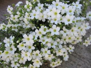 Arenaria montana