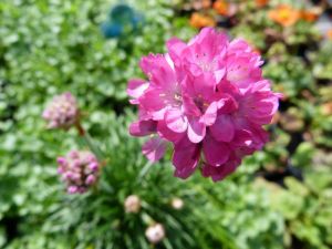 Armeria maritima