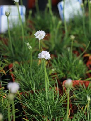 Armeria maritima alba