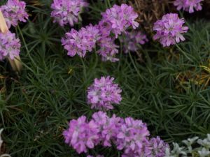 Armeria rose