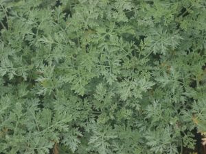 Artemisia powis castle