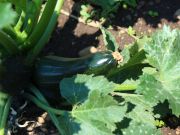 Photo courgette longue verte hybride F1 "Astia"