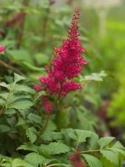Photo Astilbe 'glut'
