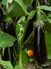 Photo aubergine baluroi