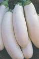 Aubergine longue blanche