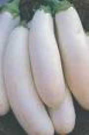 Photo Aubergine longue blanche