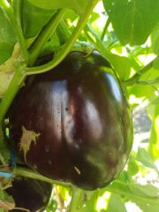Photo aubergine ronde de Valence
