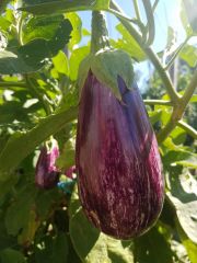 Photo Aubergine striée Rania