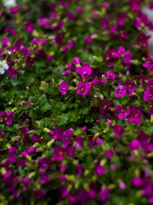 Aubriete royal rouge