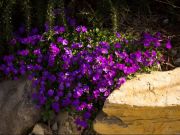 Photo Aubriete