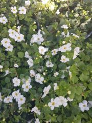 Photo bacopa