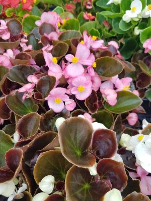 Begonia