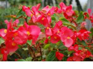 begonia dragon wing