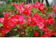 Photo begonia dragon wing