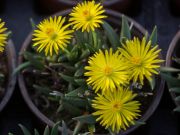 Photo bergéranthus jamesii
