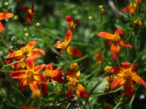 Bidens