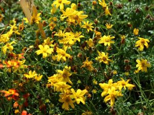 bidens jaune